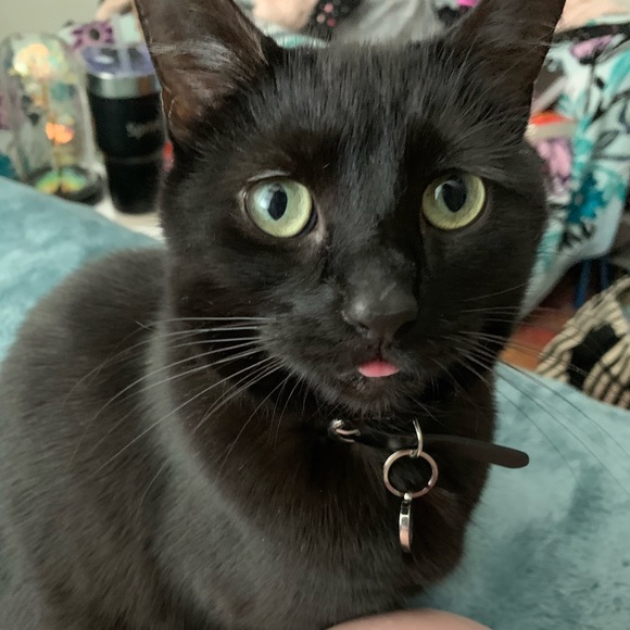 Meet your Posher, Maya - Picture 3 of 3